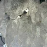 Подвесная люстра Delight Collection OD231809 OD231809/120 gold