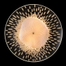 Бра Crystal Lux CONTESSA AP2.1