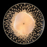 Бра Crystal Lux CONTESSA AP2.1