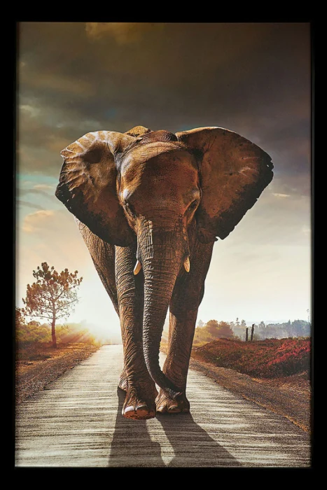 Картина Teona Decor Elephant TD195