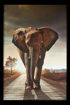Картина Teona Decor Elephant TD195