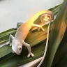 Настенный светильник Seletti Chameleon Lamp 15092
